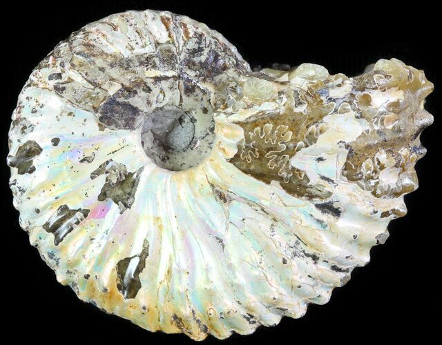 Hoploscaphites Ammonite - South Dakota #62613
